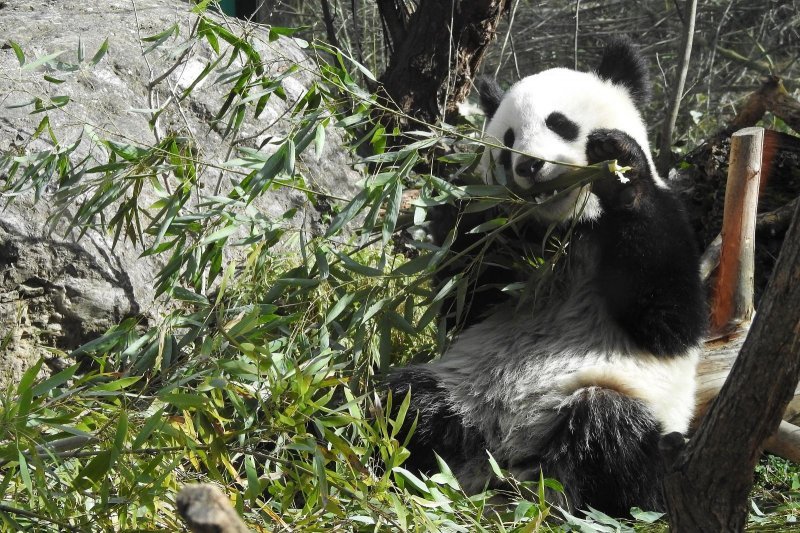 Bečki zoološki vrt Schönbrunn