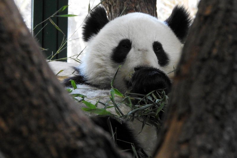 Bečki zoološki vrt Schönbrunn