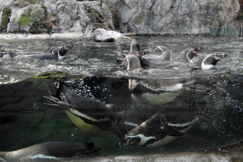 Bečki zoološki vrt Schönbrunn