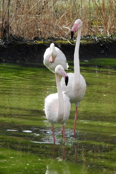 Bečki zoološki vrt Schönbrunn