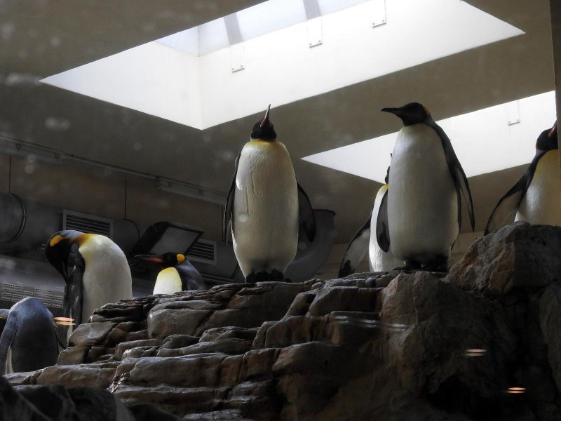 Bečki zoološki vrt Schönbrunn