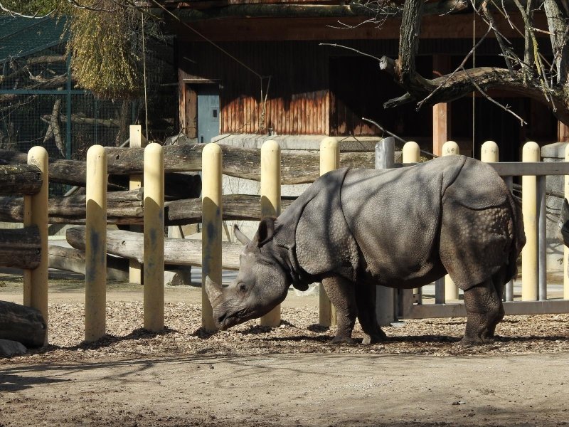 Bečki zoološki vrt Schönbrunn