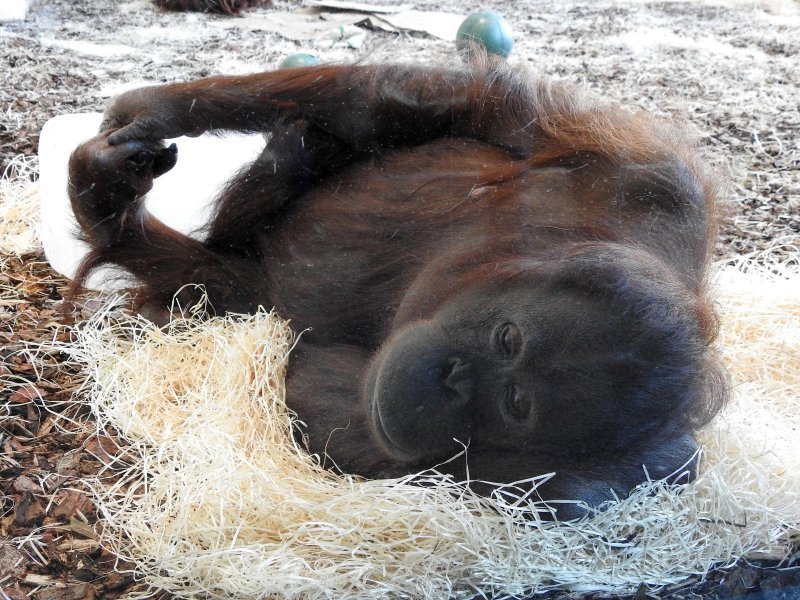 Bečki zoološki vrt Schönbrunn