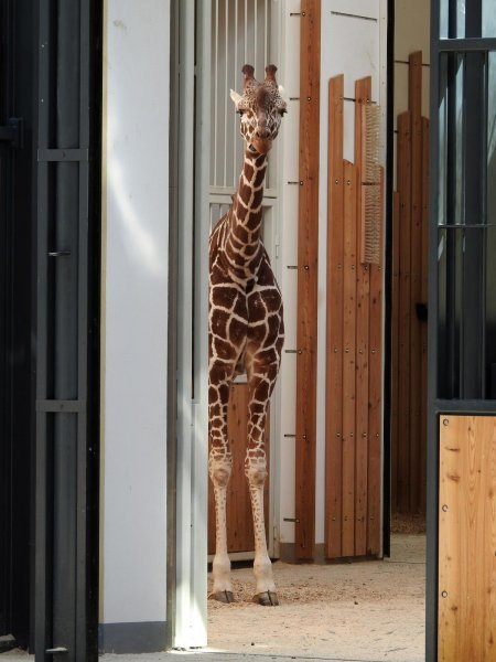 Bečki zoološki vrt Schönbrunn