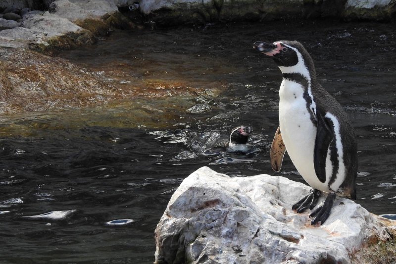 Bečki zoološki vrt Schönbrunn