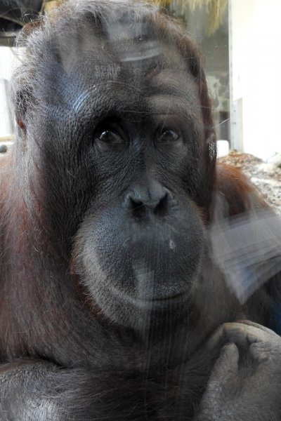 Bečki zoološki vrt Schönbrunn