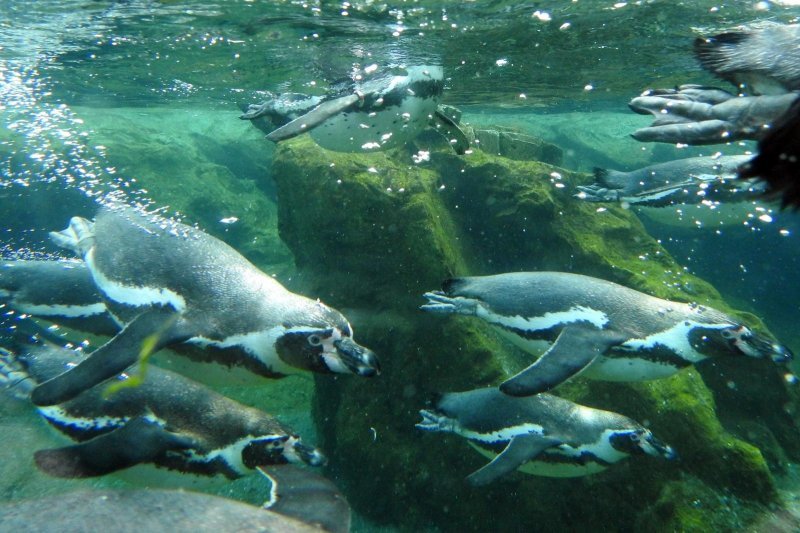 Bečki zoološki vrt Schönbrunn