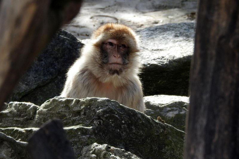 Bečki zoološki vrt Schönbrunn