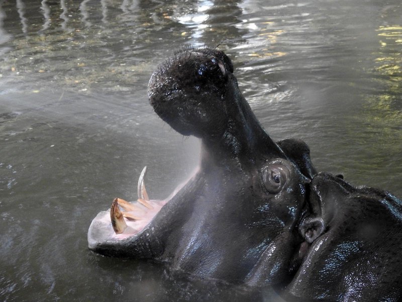 Bečki zoološki vrt Schönbrunn