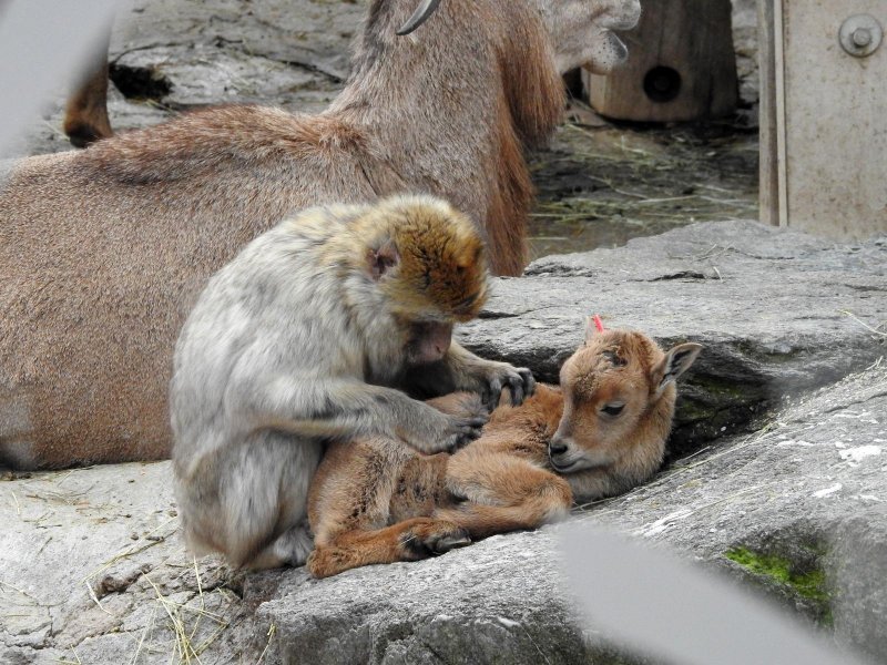 Bečki zoološki vrt Schönbrunn