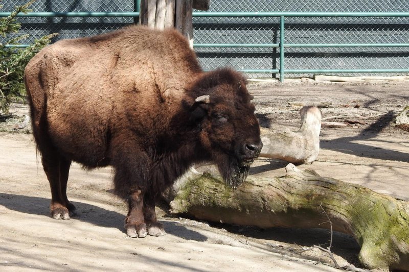 Bečki zoološki vrt Schönbrunn