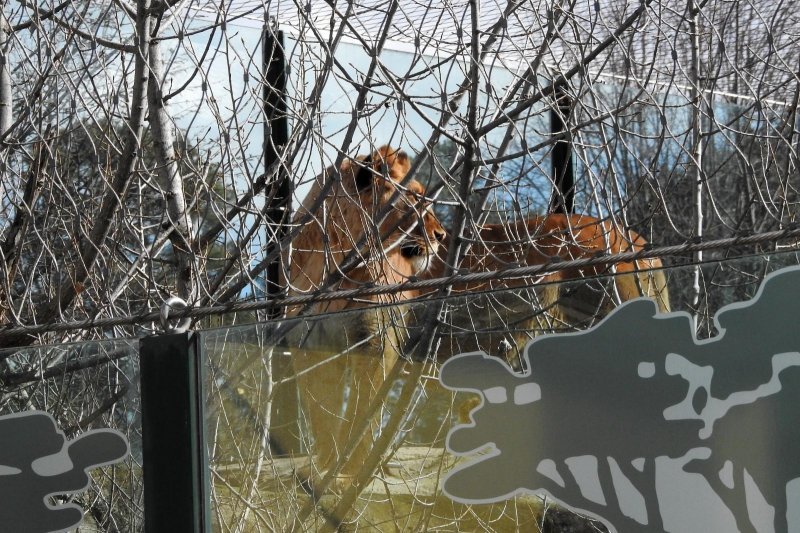 Bečki zoološki vrt Schönbrunn