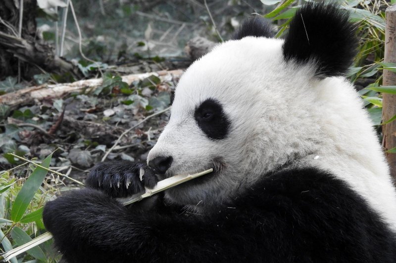 Bečki zoološki vrt Schönbrunn