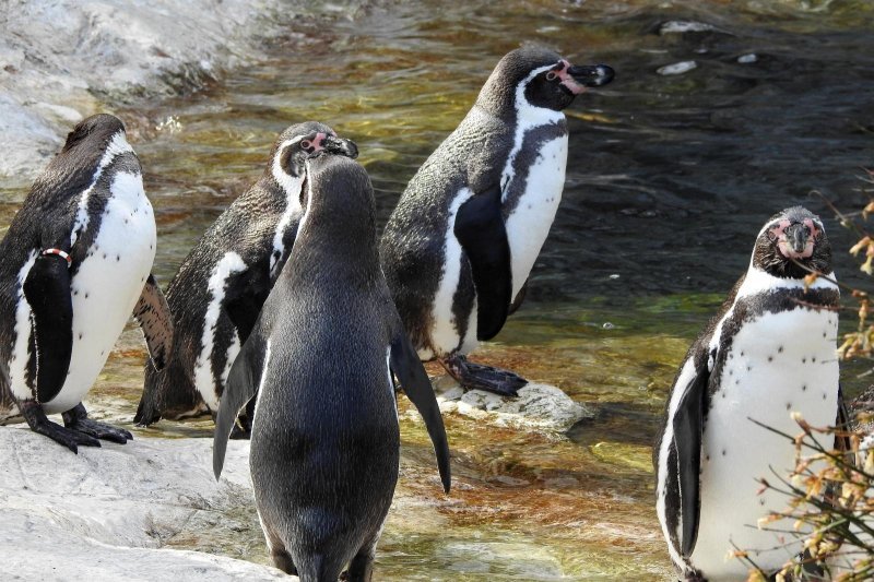 Bečki zoološki vrt Schönbrunn