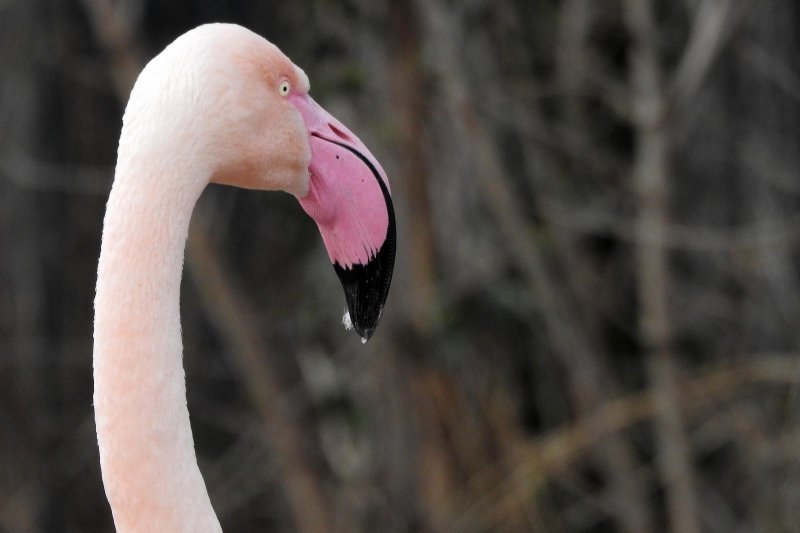 Bečki zoološki vrt Schönbrunn