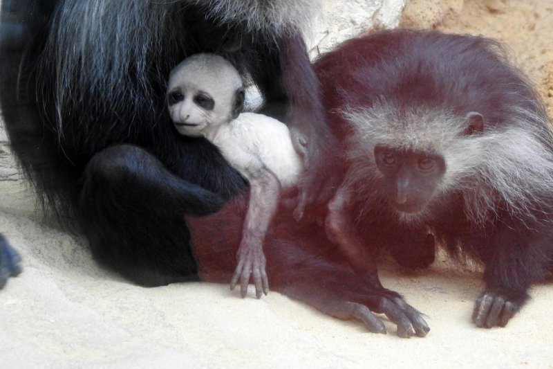 Bečki zoološki vrt Schönbrunn