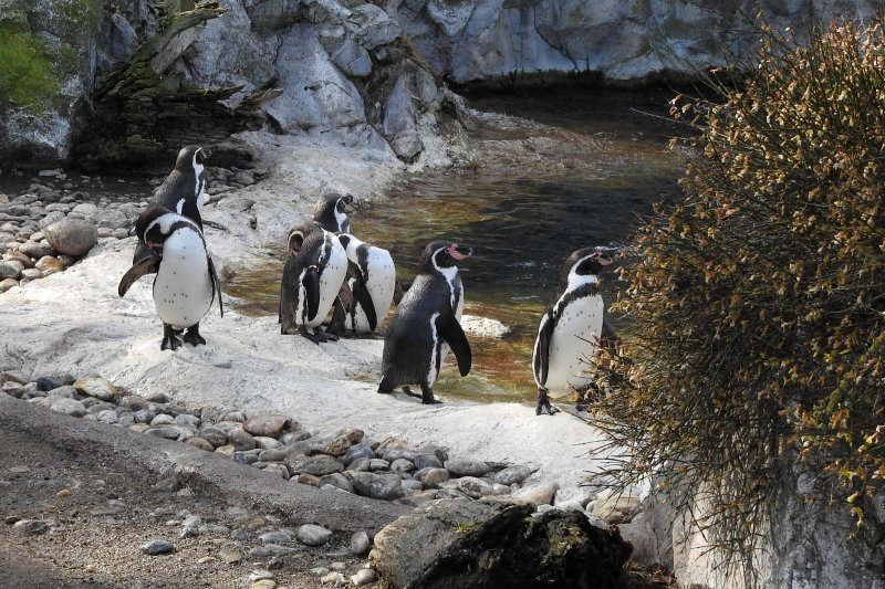 Bečki zoološki vrt Schönbrunn