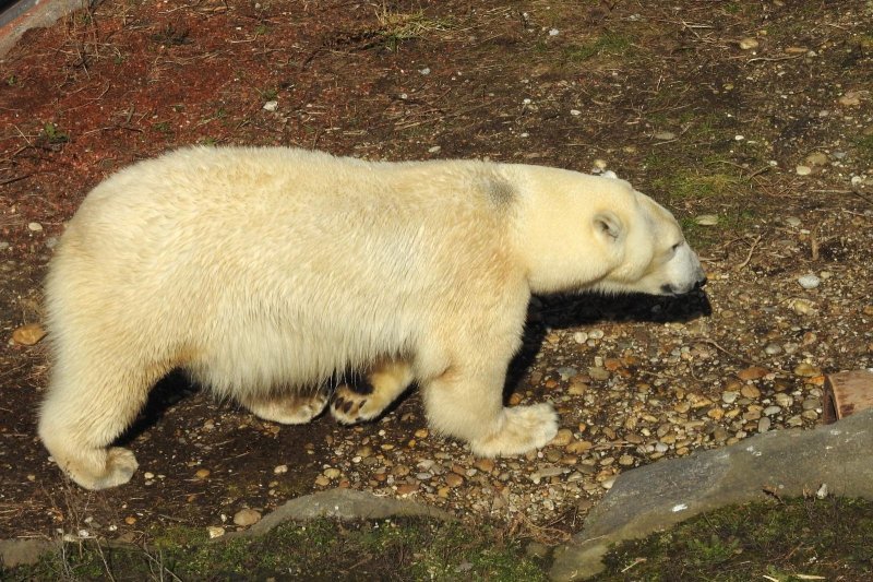 Bečki zoološki vrt Schönbrunn