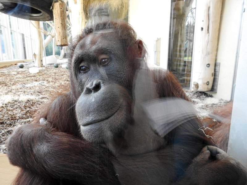 Bečki zoološki vrt Schönbrunn