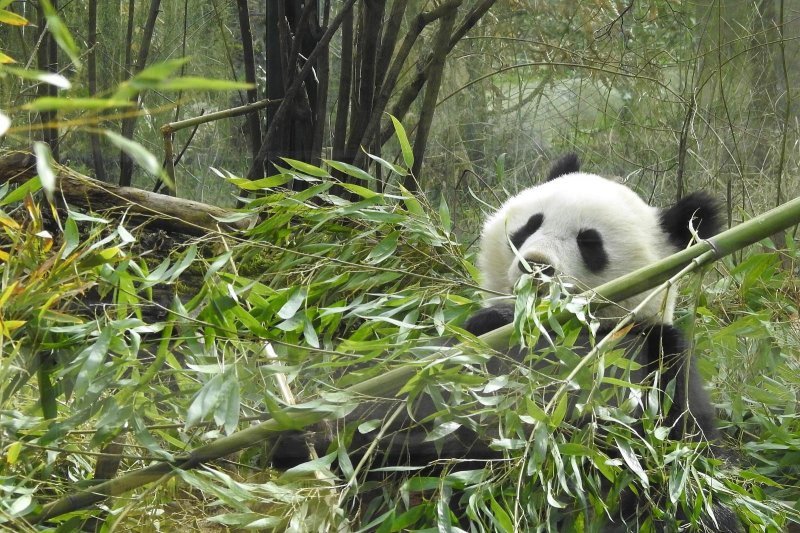 Bečki zoološki vrt Schönbrunn