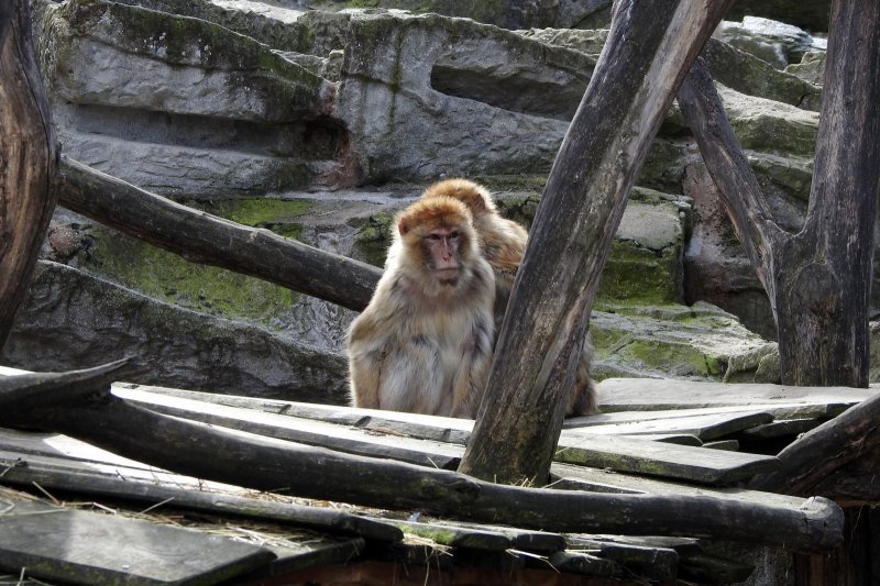 Bečki zoološki vrt Schönbrunn