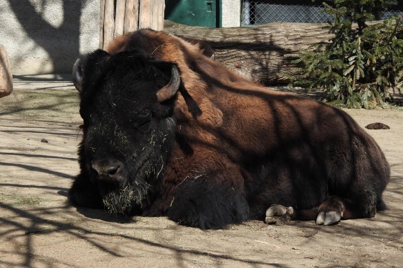 Bečki zoološki vrt Schönbrunn