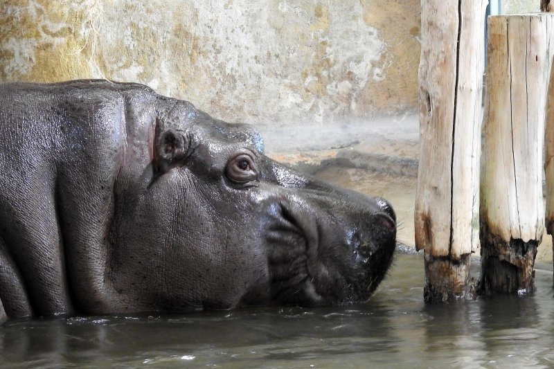 Bečki zoološki vrt Schönbrunn