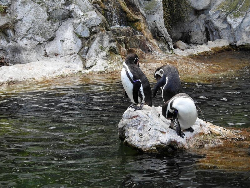 Bečki zoološki vrt Schönbrunn