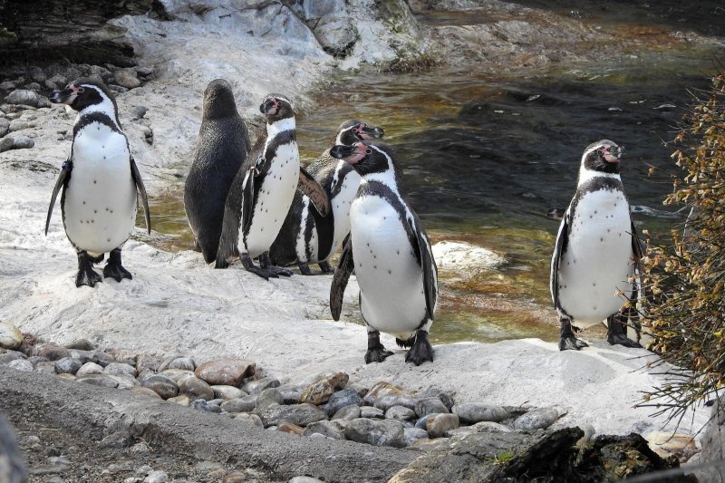 Bečki zoološki vrt Schönbrunn