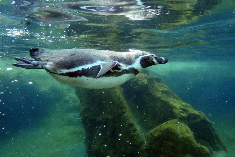 Bečki zoološki vrt Schönbrunn