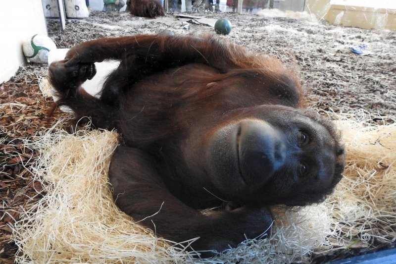 Bečki zoološki vrt Schönbrunn