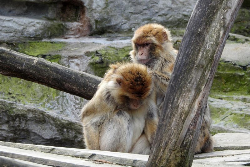 Bečki zoološki vrt Schönbrunn