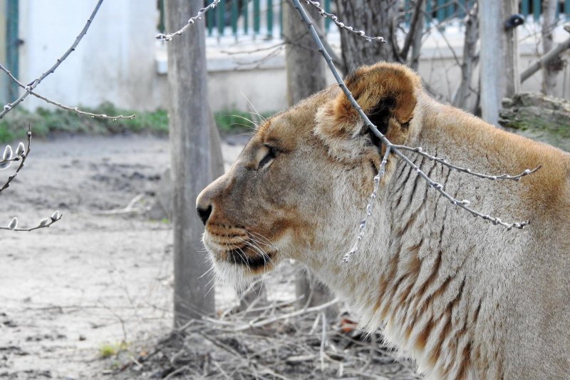 Bečki zoološki vrt Schönbrunn