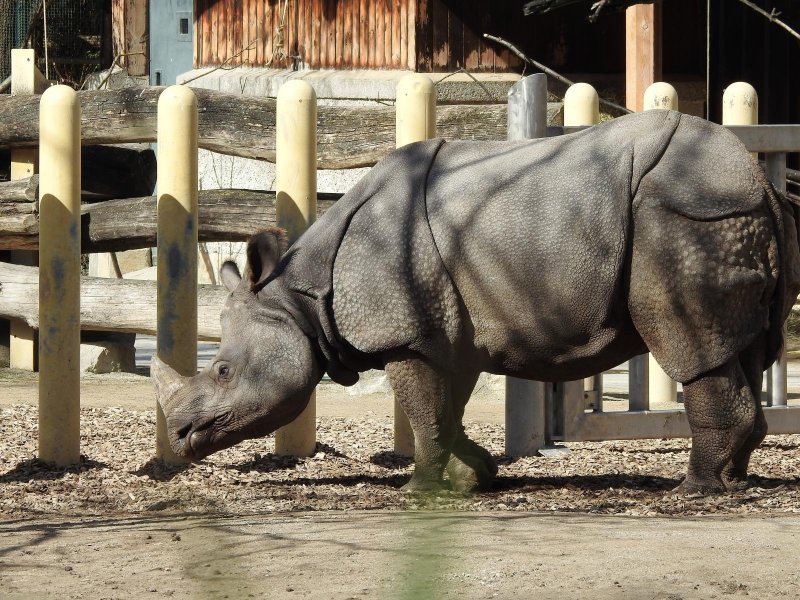 Bečki zoološki vrt Schönbrunn