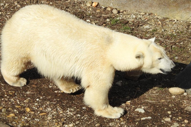 Bečki zoološki vrt Schönbrunn