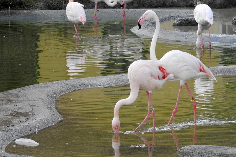 Bečki zoološki vrt Schönbrunn