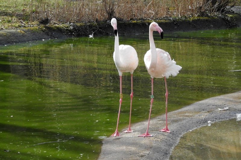 Bečki zoološki vrt Schönbrunn