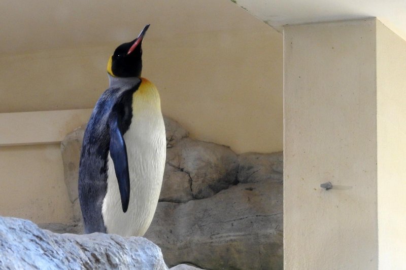 Bečki zoološki vrt Schönbrunn