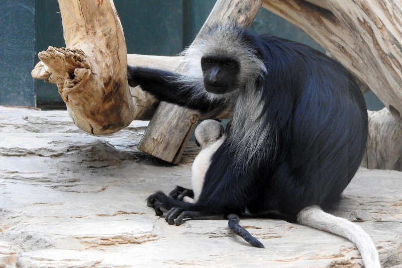 Bečki zoološki vrt Schönbrunn