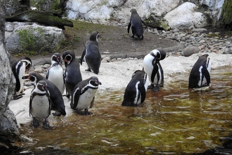 Bečki zoološki vrt Schönbrunn