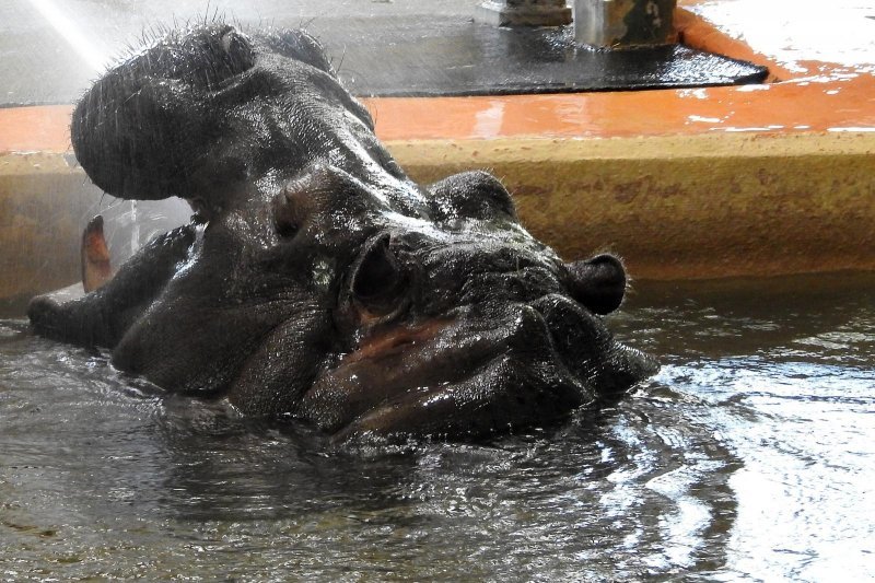 Bečki zoološki vrt Schönbrunn