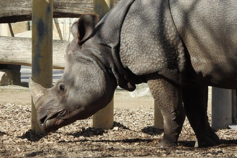 Bečki zoološki vrt Schönbrunn