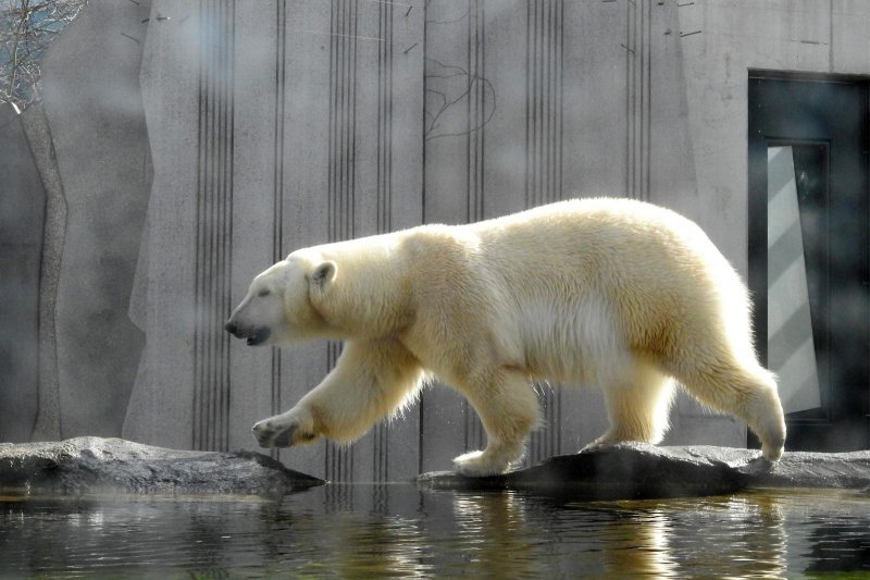 Bečki zoološki vrt Schönbrunn