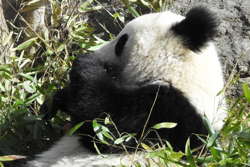 Bečki zoološki vrt Schönbrunn