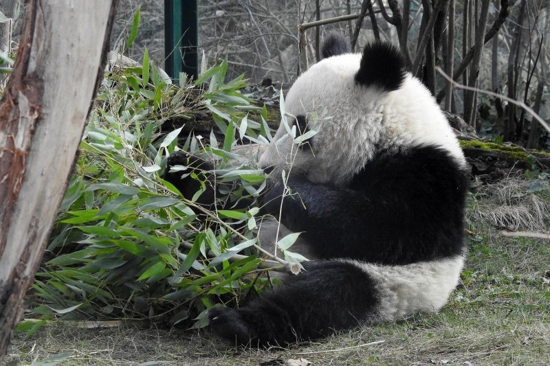 Bečki zoološki vrt Schönbrunn