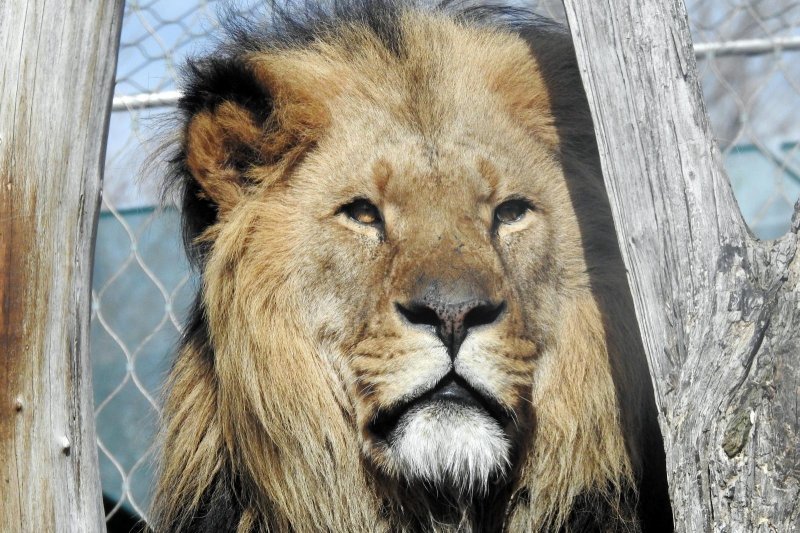 Bečki zoološki vrt Schönbrunn