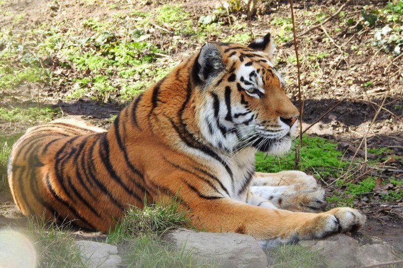 Bečki zoološki vrt Schönbrunn