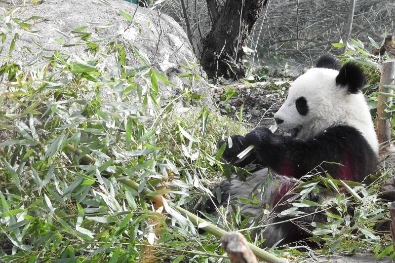 Bečki zoološki vrt Schönbrunn