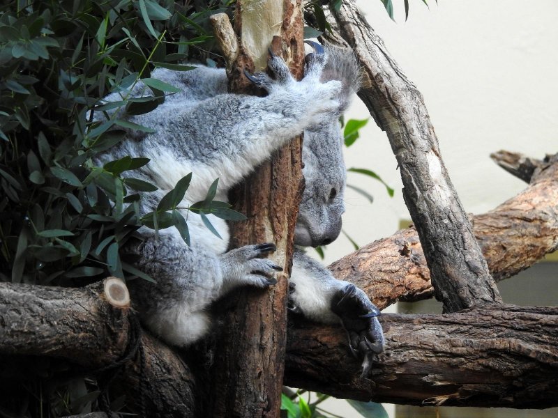 Bečki zoološki vrt Schönbrunn