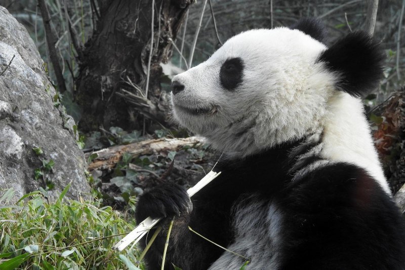 Bečki zoološki vrt Schönbrunn